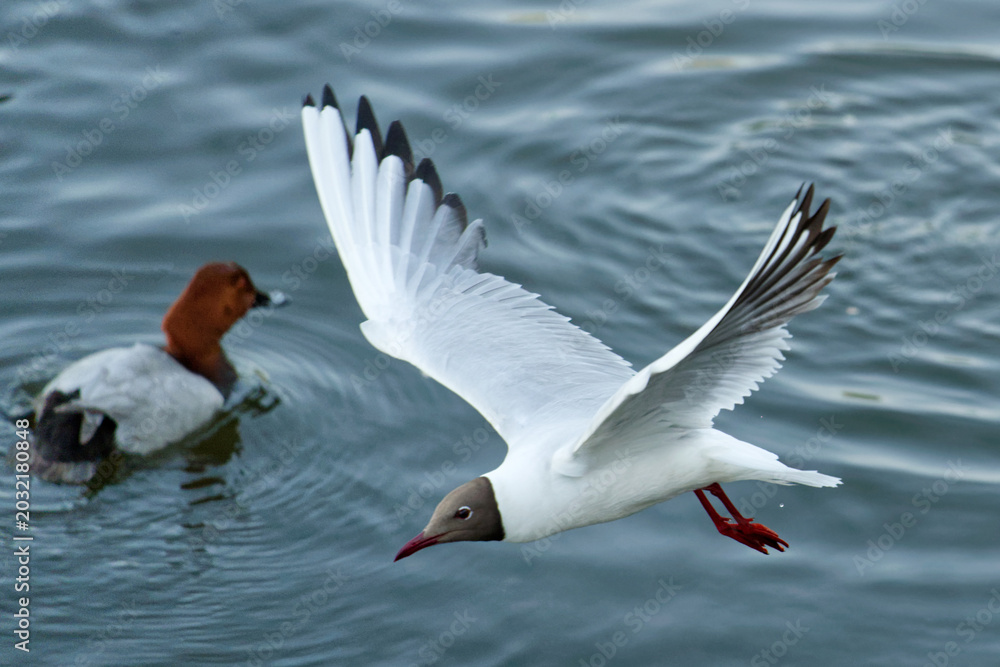 Obraz premium Black-headed gull with spread wings in flight above a lake surface, with a swimming duck behind it. Natural outdoor scene of wild birds interacting in nature. Photo
