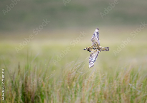 A European golden plover in flight over a grassy field, its wings spread wide as it navigates the open landscape.