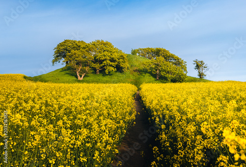 Vibrant yellow rapeseed field in full bloom surrounding a historic green burial mound with trees. Beautiful Danish countryside landscape under a blue sky in spring.
