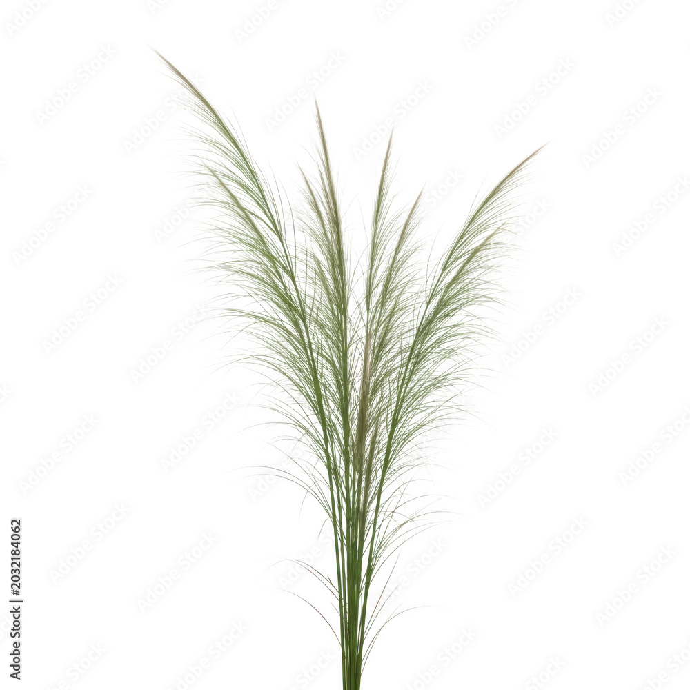 Fototapeta premium Dried ornamental grass plant on white background