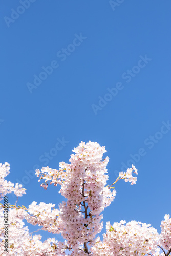 Beautiful cherry blossom branches in full bloom with soft dreamlike bokeh background. Romantic pink spring flowers on a sunny day.
