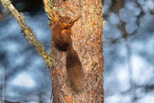 Tableau sur toile A red squirrel clings to a pine tree, its fur a vibrant contrast to the rough bark