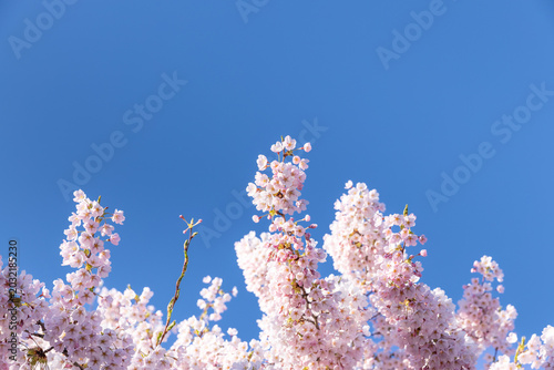 Beautiful cherry blossom branches in full bloom with soft dreamlike bokeh background. Romantic pink spring flowers on a sunny day.