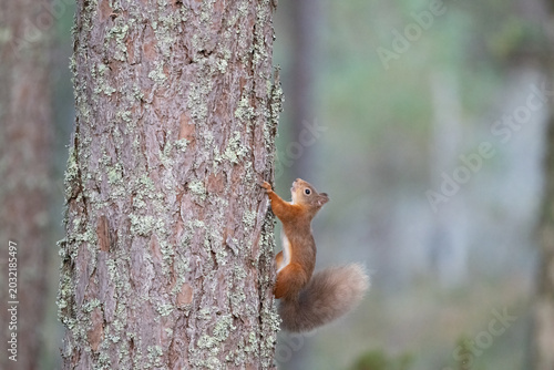 Quadro em tela A red squirrel climbs up a lichen-covered tree trunk, its bushy tail curled behind it