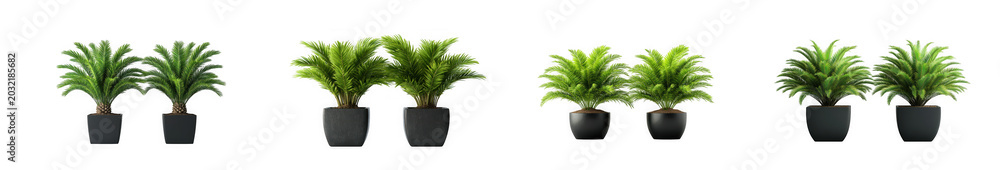 Obraz premium Set of small potted green ferns isolated on transparent background