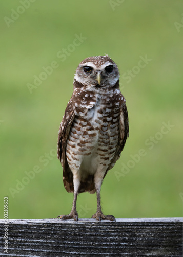 Burrowing owl with dark brown eyes, white spotted brown plumage, and long slender legs is standing on wooden fence against a blurred green background.