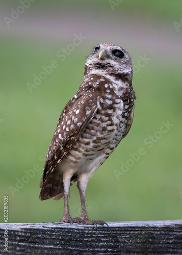 Burrowing owl with dark brown eyes and brown plumage with white spots is standing on a wood fence while looking upwards against blurred green background.