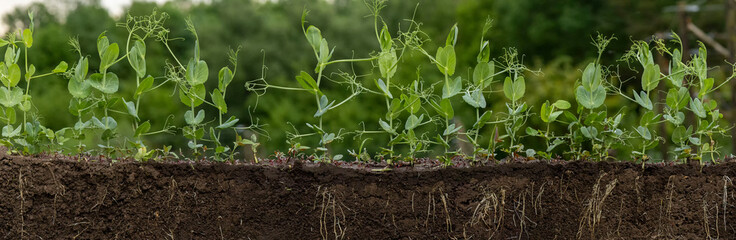 Pea seedlings growing in soil cross-section showing roots