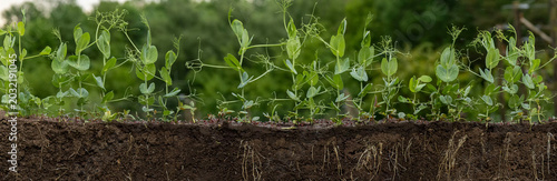 Pea seedlings growing in soil cross-section showing roots