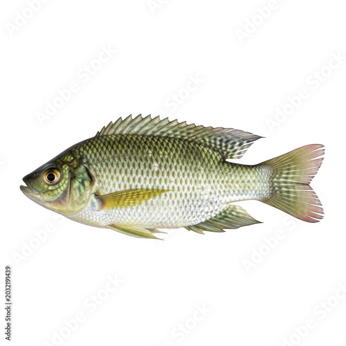 Fresh whole bluegill fish isolated on white background