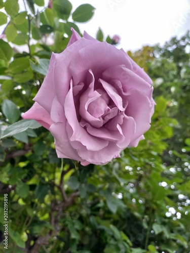 pink rose in the garden