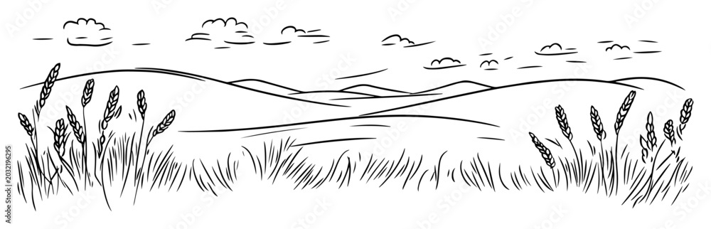 Fototapeta premium hilly landscape with wheat and grass line art