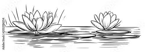 Photos water lilies floating on pond hand-drawn