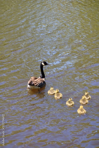 Canada Goose Swimming with Goslings in Spring