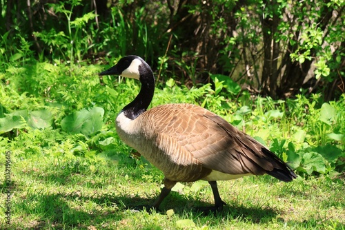 Canada Goose Standing on Green Grass Near Riverside in Spring