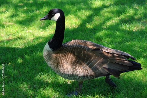 Canada Goose Standing on One Leg on Green Grass in Spring