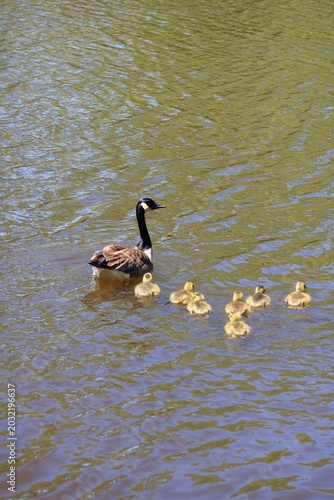 Canada Goose Swimming with Goslings in Spring
