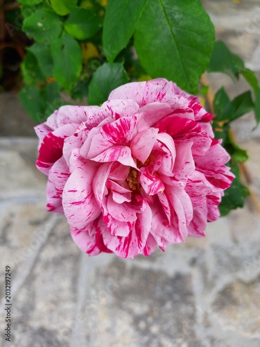 pink flower