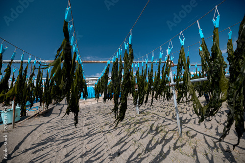 Kamakura, Japan - March 11, 2026: Seaweed hanging to dry on racks at Kamakura Beach, Kanagawa, Japan
