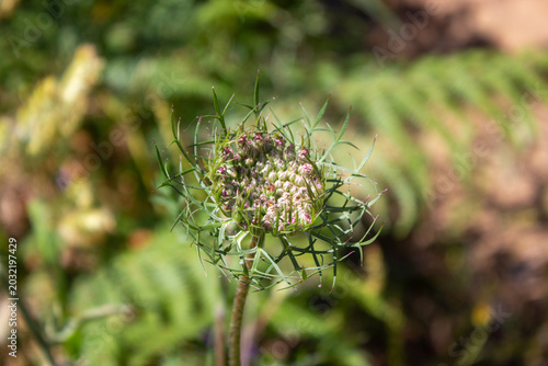 Tableau sur toile Wild carrot flower head with intricate green bracts and small purple buds growin