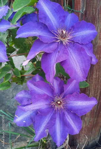 purple flowers in the garden