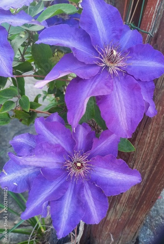 purple flowers in the garden