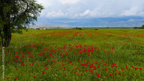Foto A magnificent field of red poppies stretching across a vast green plain, with mountains and a cloudy sky in the background