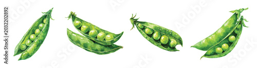 Photos Simple watercolor style, beautiful design, green pea pod set painting design