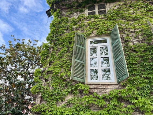 Boston ivy climbing plant covering historical house facade. Parthenocissus tricuspidata green leaves on traditional wall with vintage open green wooden window shutters.