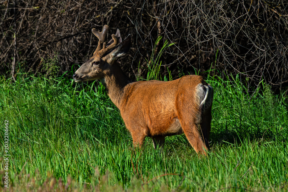Ταπετσαρία Mule Deer buck yearling with velvet antlers in Idaho