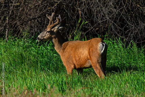 Εκτύπωση καμβά Mule Deer buck yearling with velvet antlers in Idaho
