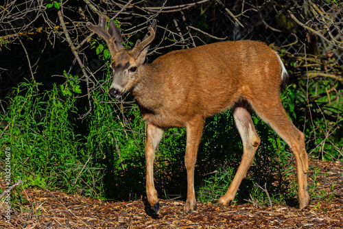 Fotografija Mule Deer buck yearling with velvet antlers