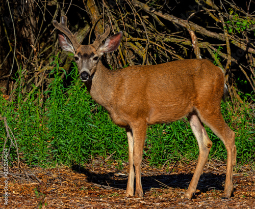 Foto Mule Deer buck yearling with velvet antlers in Albertson Park Idaho