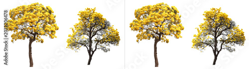 Obraz na plátně Four blooming golden trumpet trees with vibrant yellow flowers, isolated on tran