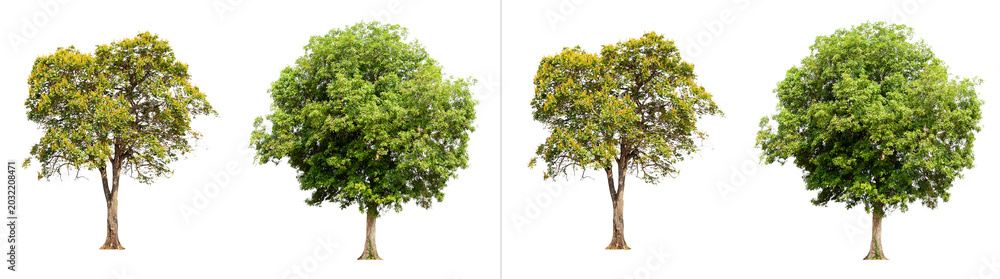 Εκτύπωση καμβά Collection of four different green trees with lush foliage and sturdy trunks, is