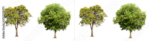 Foto Collection of four different green trees with lush foliage and sturdy trunks, is