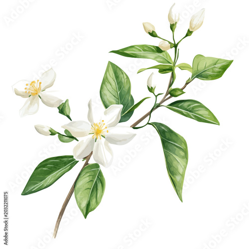Jasmine Branch, watercolor illustration featuring playful movement and lively expressions, isolated on a white background.