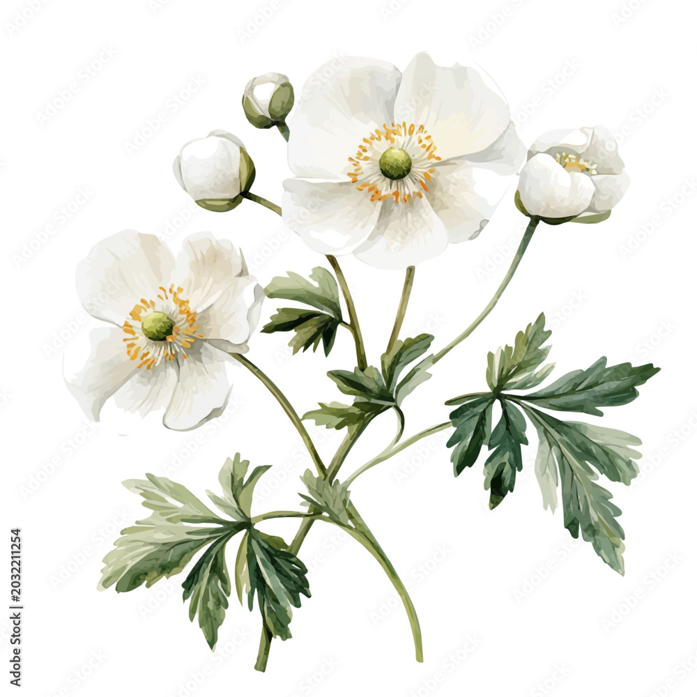 Obraz premium Japanese Anemone Branch, watercolor artwork with bold brush accents and dynamic composition, isolated on a white background.