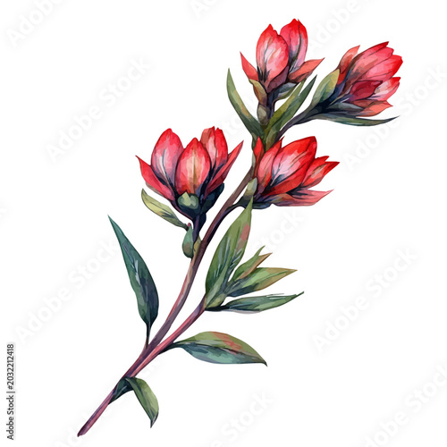 Indian Paintbrush Branch, watercolor artwork with bold brush accents and dynamic composition, isolated on a white background.