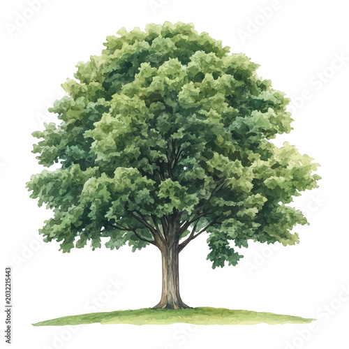 Hickory Tree, watercolor illustration featuring playful movement and lively expressions, isolated on a white background.