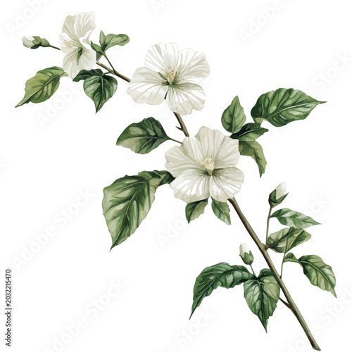 Hibiscus Branch, watercolor vector portraying a joyful pose with colorful highlights, isolated on a white background.