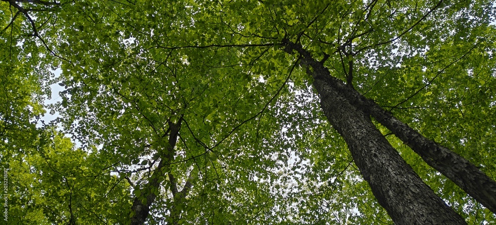 Fototapeta premium tree branches reaching the sky