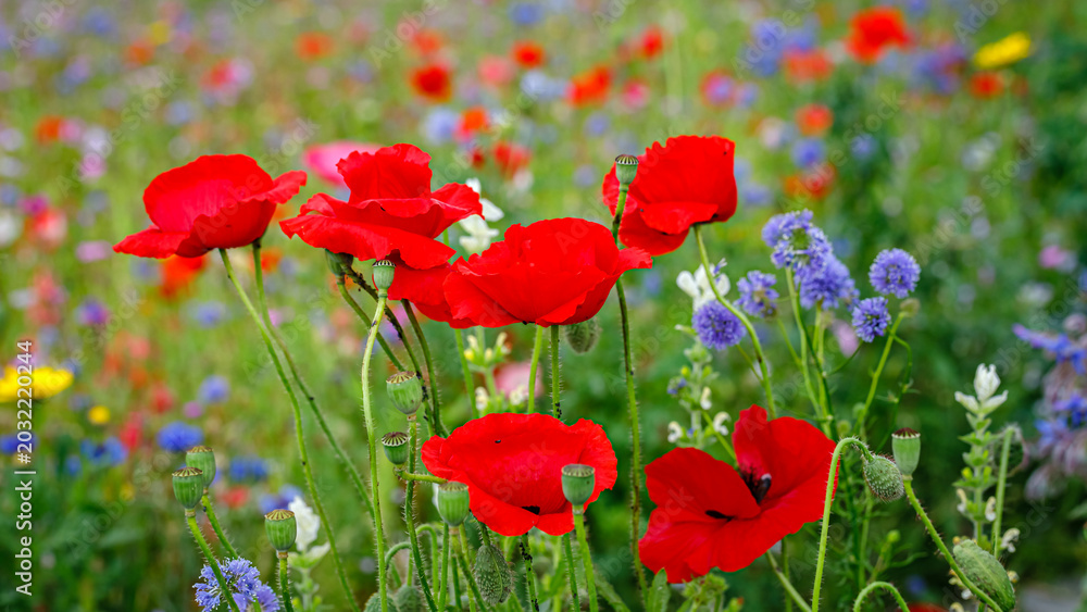 Obraz premium Bright red poppies and wildflowers bloom in a field during springtime