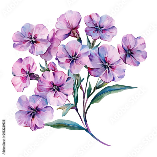 Quadro su tela Sweet William Branch, vibrant watercolor vector illustration with flowing and detailed brush strokes, isolated on a white background