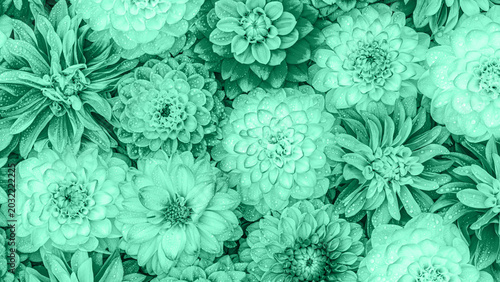 Tableau sur toile Bright flowers on a green background create a vibrant scene in a garden setting