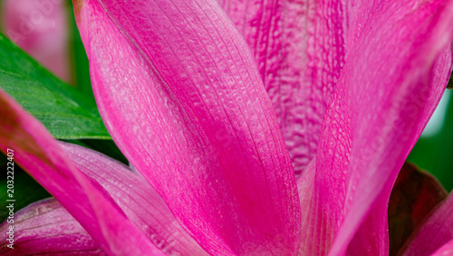 Fotografie Bright pink flower petals open under natural light in a garden setting during th