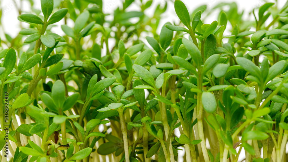 Fototapeta premium Garden sprouts grow in close arrangement on a white background during spring season
