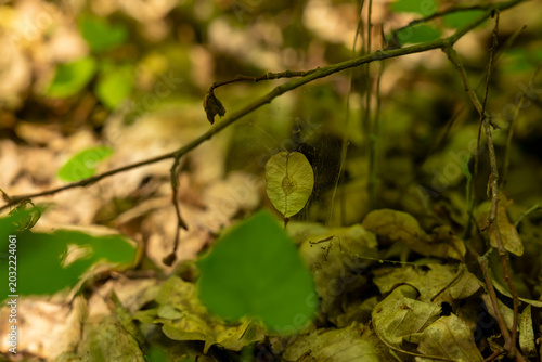 Dry winged seed hanging on branch with spider web above fallen leaves in forest undergrowth. Macro nature photography with shallow depth of field. Autumn season and woodland ecology concept. 
