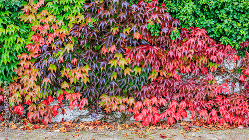 Cuadro en lienzo Colorful leaves on a wall show changes in autumn light and season near a garden