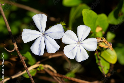 Quadro su tela Plumbago auriculata, two flowers among the green leaves and thin brown branches